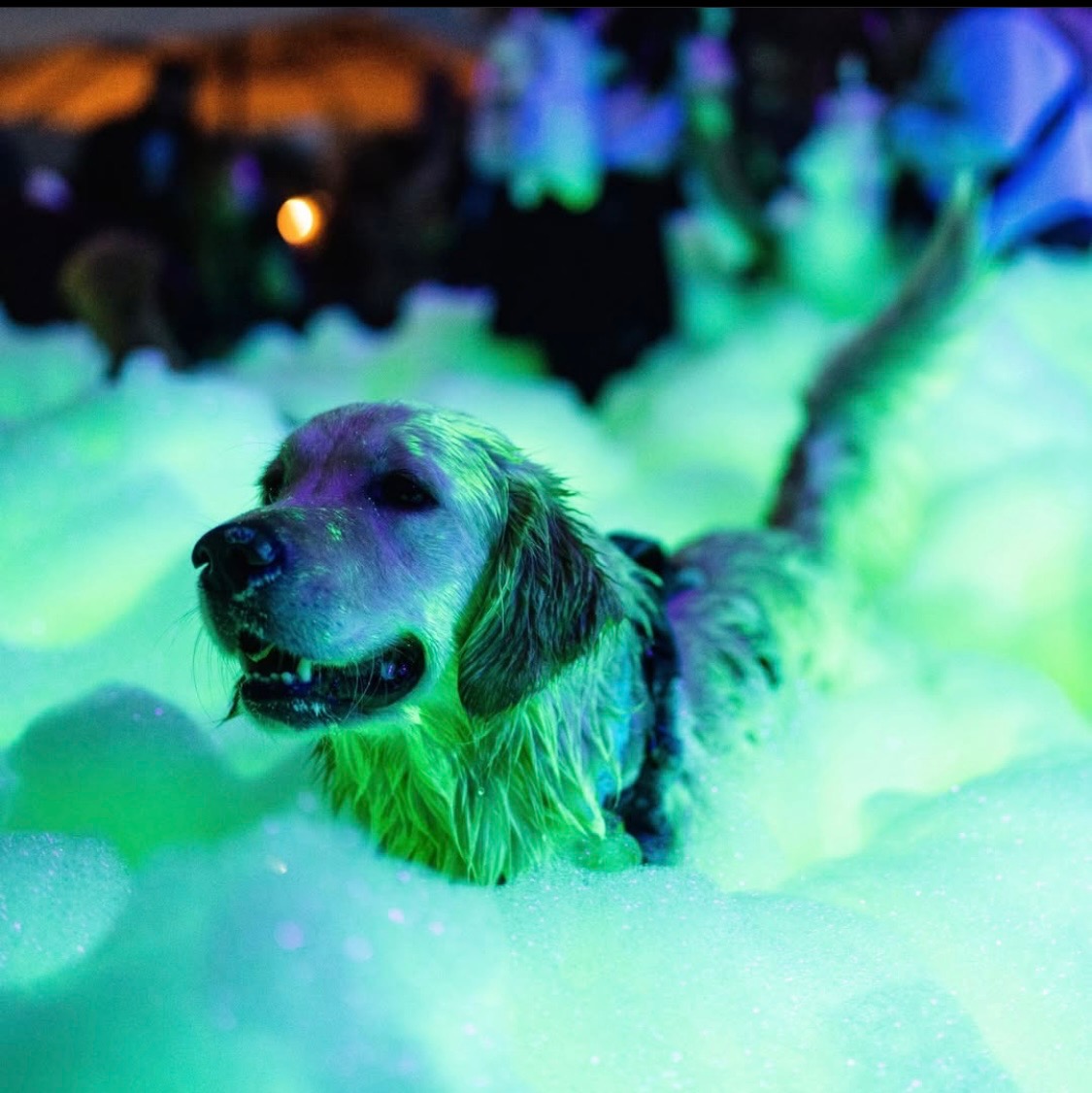 Fun for the whole family - NOCO Foam Co foam party rentals Greeley, CO
