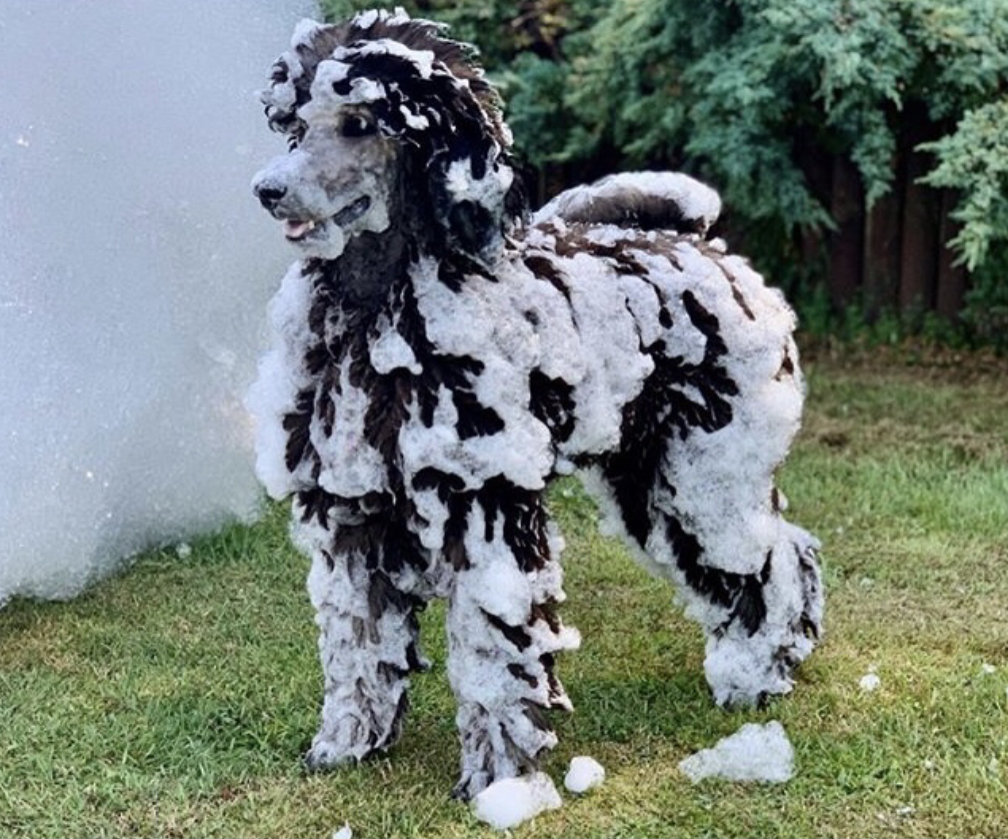 Safe foam - even pets love it - NOCO Foam Co foam party rentals Greeley, CO